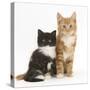 Ginger and Black-And-White Kittens-Mark Taylor-Stretched Canvas