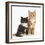 Ginger and Black-And-White Kittens-Mark Taylor-Framed Photographic Print