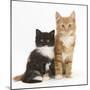 Ginger and Black-And-White Kittens-Mark Taylor-Mounted Photographic Print