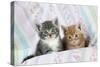 Ginger and Grey Tabby Kittens-null-Stretched Canvas