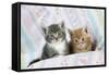 Ginger and Grey Tabby Kittens-null-Framed Stretched Canvas