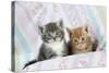 Ginger and Grey Tabby Kittens-null-Stretched Canvas