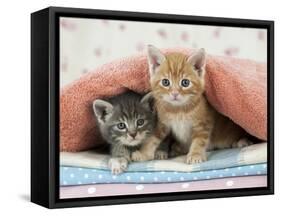 Ginger and Grey Tabby Kittens-null-Framed Stretched Canvas