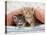 Ginger and Grey Tabby Kittens-null-Stretched Canvas