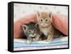 Ginger and Grey Tabby Kittens-null-Framed Stretched Canvas