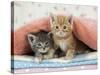 Ginger and Grey Tabby Kittens-null-Stretched Canvas