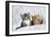 Ginger and Grey Tabby Kittens-null-Framed Photographic Print