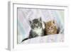 Ginger and Grey Tabby Kittens-null-Framed Photographic Print