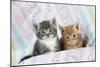 Ginger and Grey Tabby Kittens-null-Mounted Photographic Print