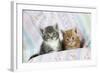 Ginger and Grey Tabby Kittens-null-Framed Photographic Print