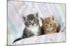 Ginger and Grey Tabby Kittens-null-Mounted Photographic Print
