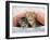 Ginger and Grey Tabby Kittens-null-Framed Photographic Print