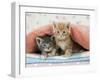 Ginger and Grey Tabby Kittens-null-Framed Photographic Print