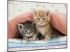 Ginger and Grey Tabby Kittens-null-Mounted Photographic Print