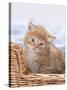 Ginger and Tabby Kittens in a Basket-null-Stretched Canvas
