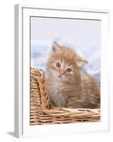 Ginger and Tabby Kittens in a Basket-null-Framed Photographic Print