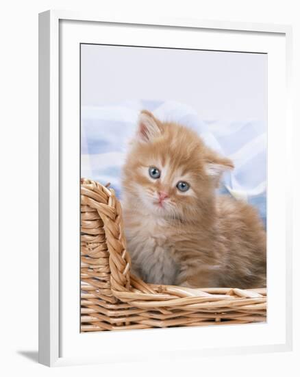 Ginger and Tabby Kittens in a Basket-null-Framed Photographic Print