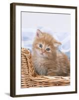 Ginger and Tabby Kittens in a Basket-null-Framed Photographic Print