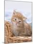 Ginger and Tabby Kittens in a Basket-null-Mounted Photographic Print