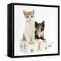 Ginger-And-White and Tortoiseshell Kittens in a Birthday Box-Mark Taylor-Framed Stretched Canvas