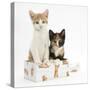 Ginger-And-White and Tortoiseshell Kittens in a Birthday Box-Mark Taylor-Stretched Canvas