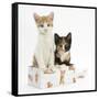 Ginger-And-White and Tortoiseshell Kittens in a Birthday Box-Mark Taylor-Framed Stretched Canvas