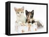 Ginger-And-White and Tortoiseshell Kittens in a Birthday Box-Mark Taylor-Framed Stretched Canvas