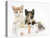 Ginger-And-White and Tortoiseshell Kittens in a Birthday Box-Mark Taylor-Stretched Canvas