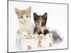 Ginger-And-White and Tortoiseshell Kittens in a Birthday Box-Mark Taylor-Mounted Photographic Print
