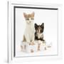 Ginger-And-White and Tortoiseshell Kittens in a Birthday Box-Mark Taylor-Framed Photographic Print