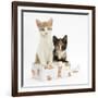 Ginger-And-White and Tortoiseshell Kittens in a Birthday Box-Mark Taylor-Framed Photographic Print