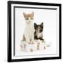 Ginger-And-White and Tortoiseshell Kittens in a Birthday Box-Mark Taylor-Framed Photographic Print