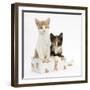 Ginger-And-White and Tortoiseshell Kittens in a Birthday Box-Mark Taylor-Framed Photographic Print