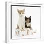 Ginger-And-White and Tortoiseshell Kittens in a Birthday Box-Mark Taylor-Framed Photographic Print