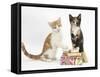 Ginger-And-White and Tortoiseshell Kittens on Birthday Parcels-Mark Taylor-Framed Stretched Canvas