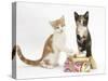 Ginger-And-White and Tortoiseshell Kittens on Birthday Parcels-Mark Taylor-Stretched Canvas