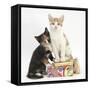 Ginger-And-White and Tortoiseshell Kittens on Birthday Parcels-Mark Taylor-Framed Stretched Canvas