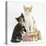 Ginger-And-White and Tortoiseshell Kittens on Birthday Parcels-Mark Taylor-Stretched Canvas