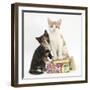 Ginger-And-White and Tortoiseshell Kittens on Birthday Parcels-Mark Taylor-Framed Photographic Print