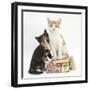Ginger-And-White and Tortoiseshell Kittens on Birthday Parcels-Mark Taylor-Framed Photographic Print