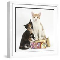 Ginger-And-White and Tortoiseshell Kittens on Birthday Parcels-Mark Taylor-Framed Photographic Print