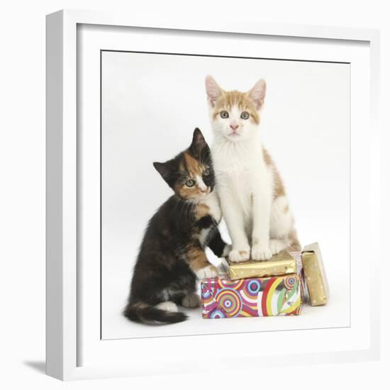 Ginger-And-White and Tortoiseshell Kittens on Birthday Parcels-Mark Taylor-Framed Photographic Print