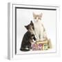 Ginger-And-White and Tortoiseshell Kittens on Birthday Parcels-Mark Taylor-Framed Photographic Print