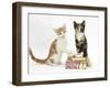 Ginger-And-White and Tortoiseshell Kittens on Birthday Parcels-Mark Taylor-Framed Photographic Print