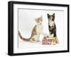 Ginger-And-White and Tortoiseshell Kittens on Birthday Parcels-Mark Taylor-Framed Photographic Print