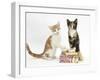 Ginger-And-White and Tortoiseshell Kittens on Birthday Parcels-Mark Taylor-Framed Photographic Print