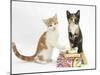 Ginger-And-White and Tortoiseshell Kittens on Birthday Parcels-Mark Taylor-Mounted Photographic Print