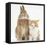 Ginger-And-White Kitten and Sandy Netherland Dwarf-Cross Rabbit-Mark Taylor-Framed Stretched Canvas