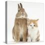Ginger-And-White Kitten and Sandy Netherland Dwarf-Cross Rabbit-Mark Taylor-Stretched Canvas