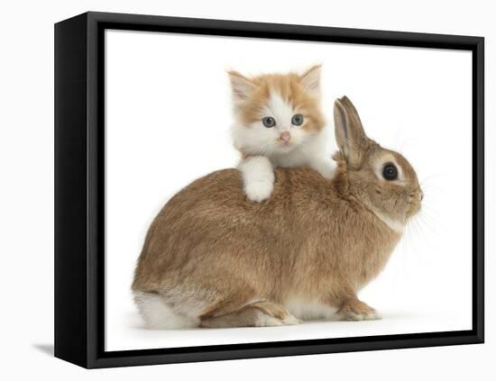 Ginger-And-White Kitten and Sandy Netherland Dwarf-Cross Rabbit-Mark Taylor-Framed Stretched Canvas